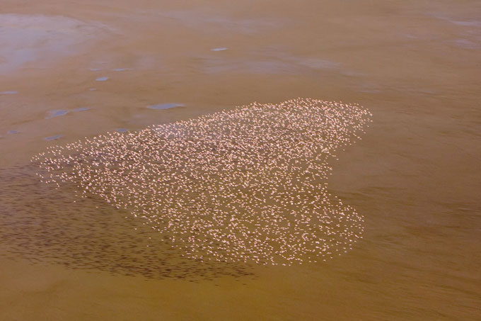 Flamingos-flying-in-a-heart-shape Paul McKenzie