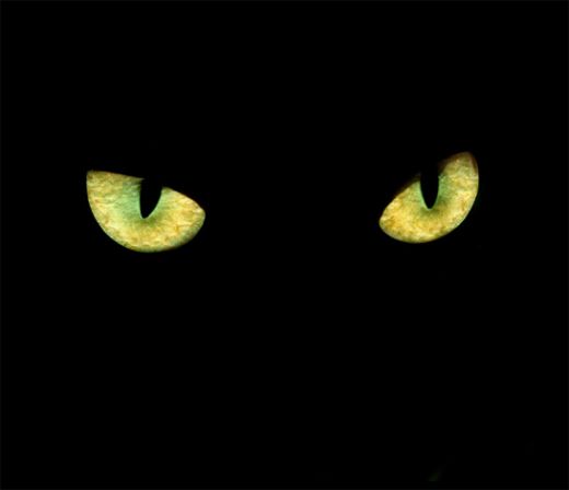 Binocular-Vision-In-Cats