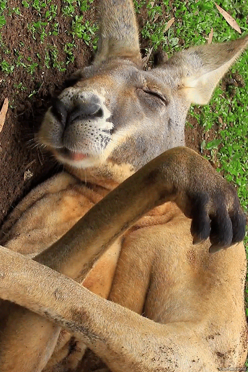 Gif-Sleep-eating-Kangaroo (1)