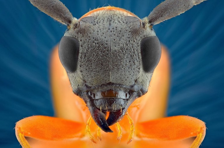 insectos-01