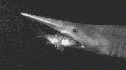 GOBLIN SHARK