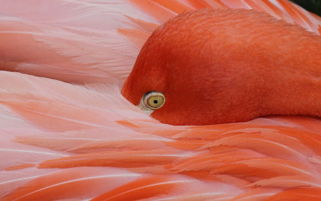 natgeophotocontestweek1-11