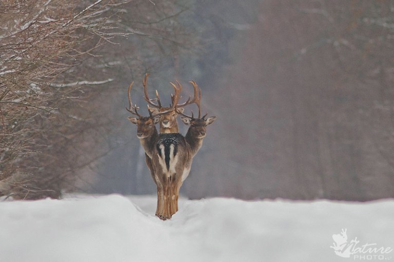 three-deer-perfect-timing