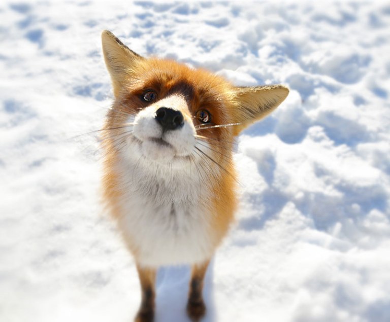 what-does-the-fox-say